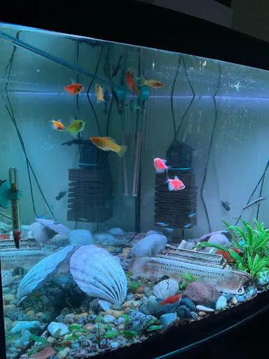 Kryszewski Aleksander, lek. stomatolog. Gabinet dentystyczny